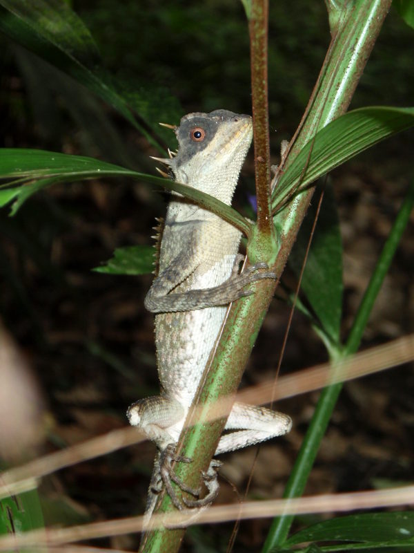 Kameleontti tai muu lisko Thaimaan Khao Sokin kansallispuistossa. 
