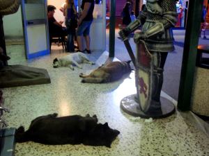 Pompeijin pienessä huvipuistossa majaili lihavia koiria. 