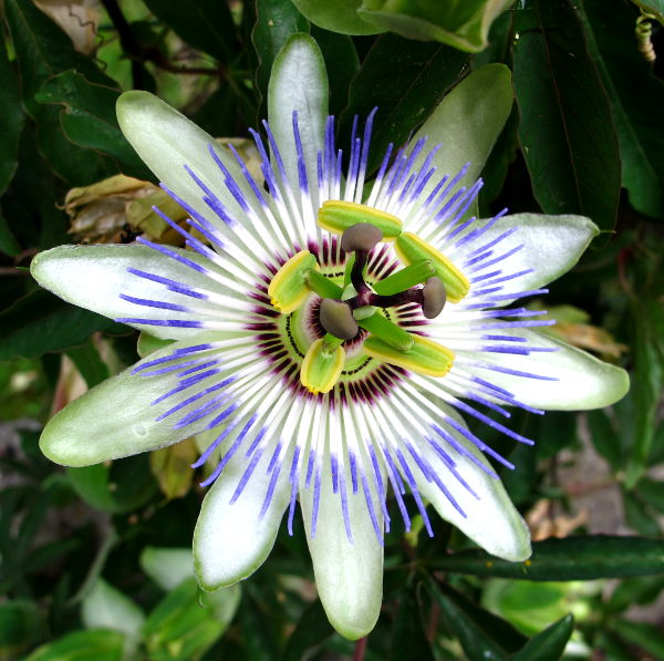 Passionhedelmän kukka eli kärsimyskukka Italian Cinque Terressä. 