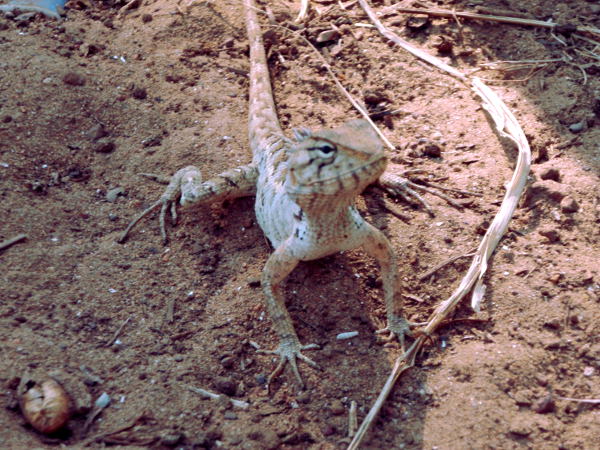 Lisko Goalla polun vieressä. 