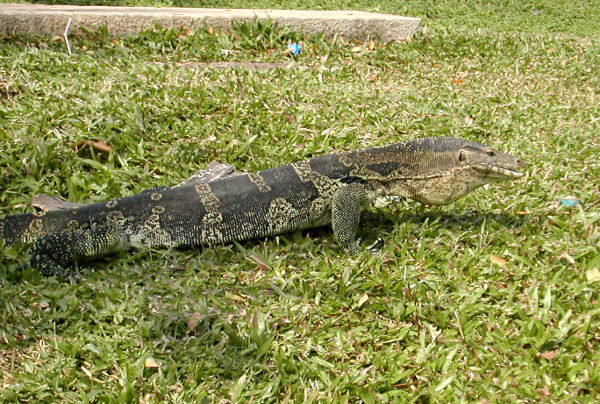 Bangkokin keskustassa isossa Lumphinin puistossa asustaa monitoriliskoja. Ensimmäisen kerran näin sellaisen polkuveneilemässä siellä lammella ja säikähdin vähän... poljin karkuun. 