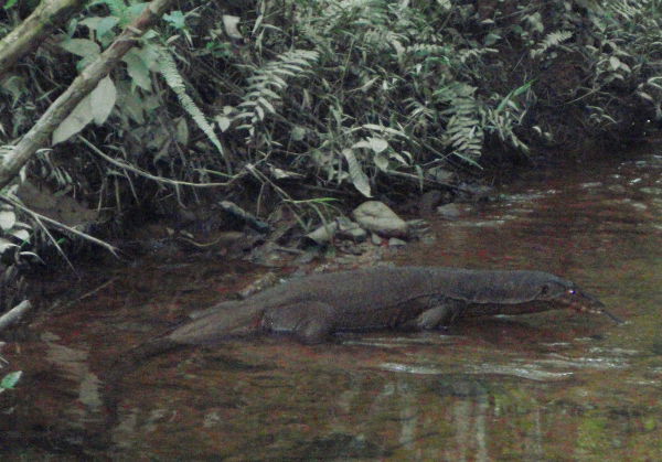 Varaani leiripaikkamme viereisellä purolla Sumatralla Gunung Leuserin kansallispuistossa. Varaanit eivät välittäneet meistä ja tallustelivat vedessä. 