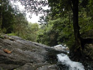 Langkawin metsää vesiputouksien luona. 