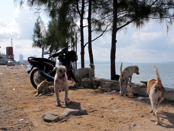 Jomtienillä oli yhdessä kohtaa iso koiralauma. Siellä näki huonokuntoisia koiria ja minua suututti etteivät Pattayalla talvehtivat ihmiset tee enempää niin hyväksi. 