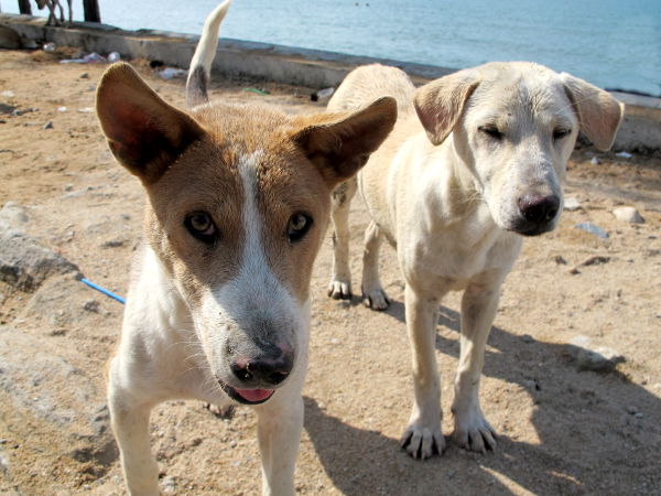 Hyväkuntoisempia ja rohkeampia Jomtienin kulkukoiria. Ne eivät ehkä ole olleet hylättyjä vielä kovin pitkään. 