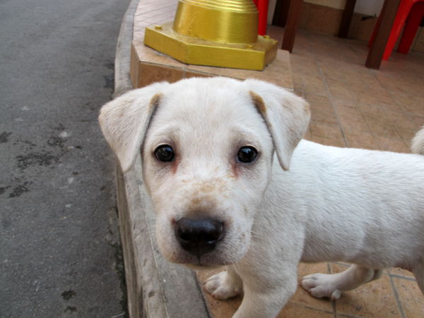 Koiranpentu Kultaisen vuoren ulostulon luona. 