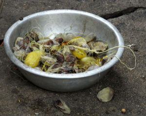 Tällaisia kuolleita silkkiperhosen toukkia tulee vuosittain 700 miljardia silkintuotannossa.