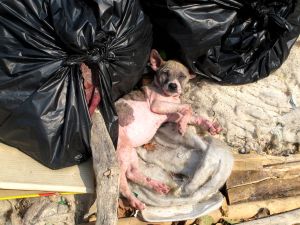 Ta Waenin ja Tong Langin rantojen välissä roskakasoissa oli maailman huonokuntoisin koiranpentu. Sen iho oli ruvella ja varmaankin punervaksi palanut karvattomuudessaan. Tällaiset piittaamattomuudet pilaavat Thaimaan paratiisimaineen. 