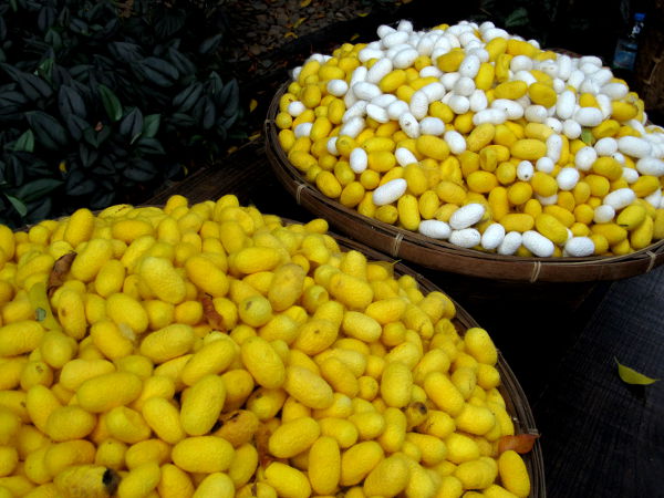 Silkkiperhosen toukkien kehräämiä koteloita. Toukat ovat näiden koteloiden sisällä. Thaimaassa on perinteisesti ollut keltaista säiettä kehrääviä toukkia. 