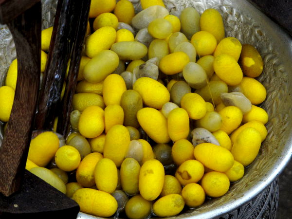 Silkkiperhosen toukat tapetaan kotelon sisässä esim. keittämällä ennen kuin niiden kehräämät säikeet kehrätään langaksi. 