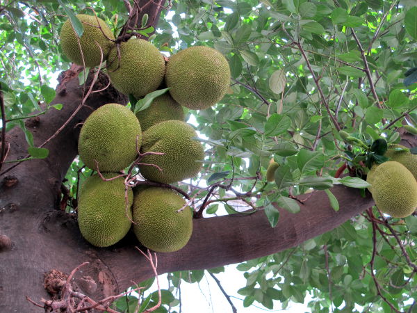 Jakkihedelmät voivat kasvaa korkealla puussa. 