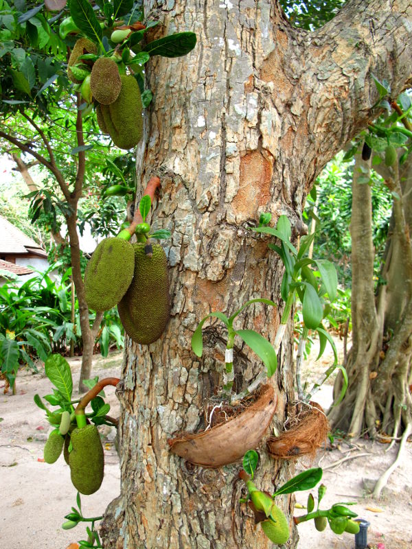 Jakkihedelmät ovat niin painavia, että ne kasvattavat oman oksansa puunrungosta kannattelemaan painoa. 
