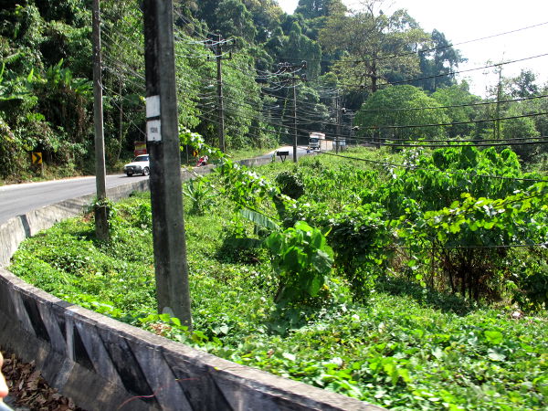 Khao Lakin eteläpäässä alkaisi kansallispuisto ihan tien vierestä. 