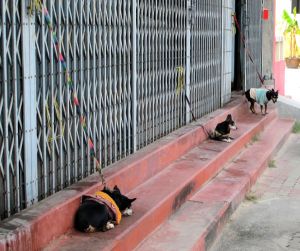 Nämä eivät missään nimessä ole huono-onnisimpia koiria Thaimaassa, koska niistä pidetään jossain määrin huolta. Silti on järjenvastaista sitoa koirat kadunvarteen lyhyeen naruun. Ehkä ne viettävät kaikki päivänsä tässä "vahtimassa". 