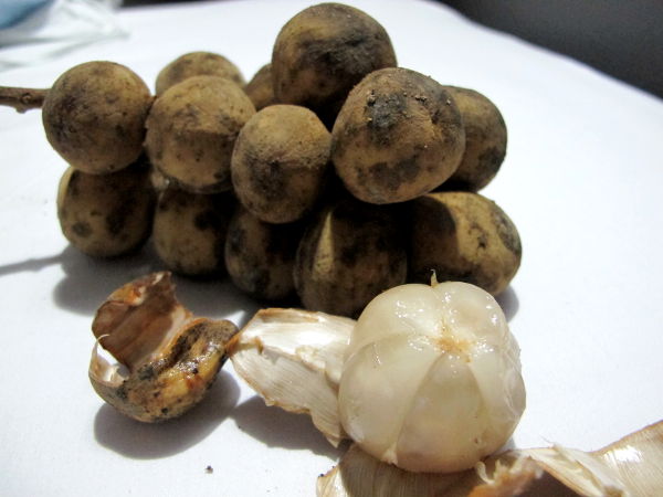 Tämä langsat-hedelmä näyttää ulkoisesti samantapaiselta kuin longanit, mutta ne kasvavat tiheämmin tertussa ja ovat vähän suurempia ja vähemmän pyöreitä kuin longanit. Sisältä ne ovat läpikuultavan valkoisia kuten longanit, mutta hedelmäliha on jakautunut samaan tapaan kuin mangosteeneissa. Sisällä ei ole kiviä kuin ehkä yksi pienen pieni. Maku on ihan omanlaisensa ja kestää hetken ennen kuin pääsee sen mukaan. Minulla toisaalta tuli stoppi kun kuulin sen makua verrattavan muikkuun...  