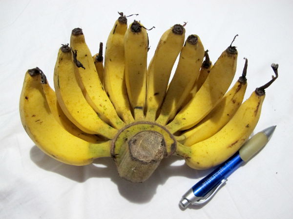 Ulkomailla alkaa aina ihmetyttämään, miksi Suomeen tuodaan vain yhdenlaisia banaaneja. Niitä kuin olisi erimakuisia pieniä ja suippoja, pieniä ja paksuja, keskikoisia ja hedelmäisiä, minikokoisia...