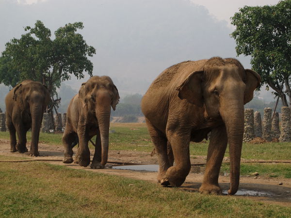 Kolmen norsun jengi.