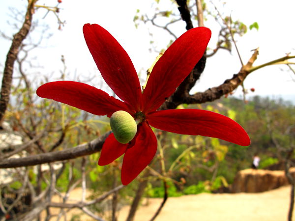 Punainen kukka rutikuivassa maastossa Pohjois-Thaimaassa. 