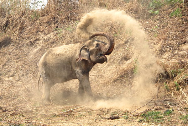 Norsut heittävät hiekkaa päällensä suojatakseen ihoaan. 