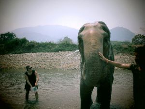 Norsujen pesussa ei itse kastunut kovin paljoa. Hieman mietitytti miten nautinnollista vedenheitto norsusta oli, koska heti kun sen edessä olevat vesimeloniviipaleet loppuivat se halusi lähteä. 