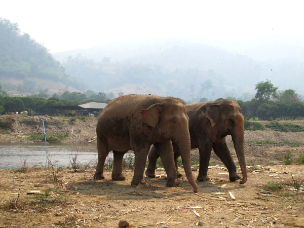 Elephant Nature Parkin norsut ovat itse valinneet keiden muiden norsujen seuraan liittyvät. Ainakin yksi oli erakkokin. 