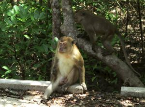 Krabin kiukkuiset apinat.