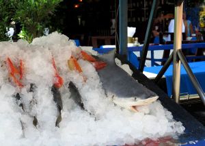 Hai myynnissä Koh Samuilla. Alueella jonne haluttaisiin sukellusturisteja tuhotaan sukellusturismin edellytyksiä tällä tavalla. 