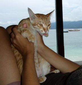 Kissa sylissä Gili Trawanganilla vuonna 2010. Aloin tarkastelemaan sitä, koska se vaikutti pöpperöiseltä, kieli roikkui ja tamppasi koko ajan. Ilmeni että se oli vähän sairas ja ripulinen. 