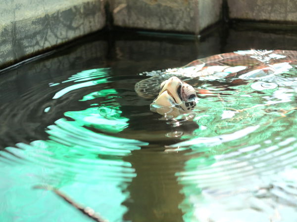 Jospa tyytyisimme ihailemaan tappamisen sijaan?