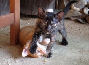 Kundan ihanat kissanpennut, joille ei kuitenkaan ole ehkä vieläkään löytynyt kotia, koska kissoja on kovin paljon enemmän tarjolla kuin on kissoja haluavia ihmisiä. 