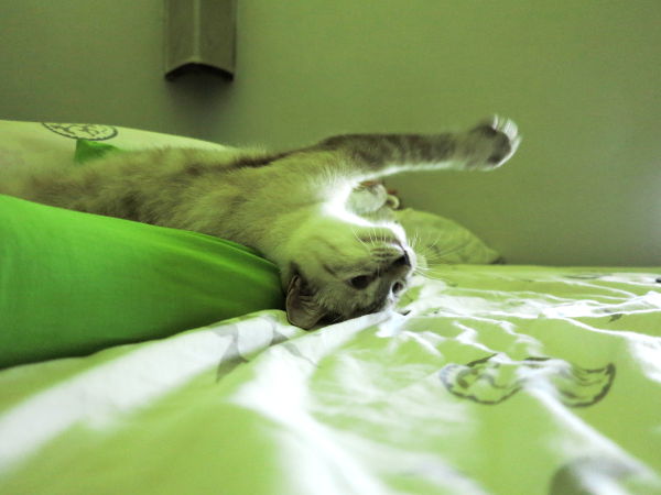 Tämä onnellinen kissa sai kodin odotettuaan sitä Koh Lantan saarella Time for Limen hoivissa. Mutta koti löytyi Los Angelesista asti, kun lähempää ei löytynyt kissan kaipaajia. Ei tätäkään olisi Los Angelesiin viety, ellei tilanne olisi kissojen kannalta epätoivoinen kodittomuuden takia. 