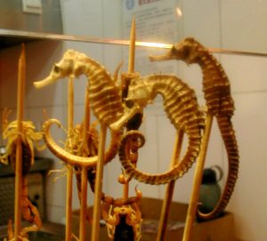 Olen nähnyt merihevosen sukeltaessani vain kerran. Kiinalaiset ovat ilmeisesti rohmunneet ne Kaakkois-Aasian meristä, sillä vajaan kuukauden aikana Kiinassa vuonna 2005 näin kuivattuja merihevosia rohtokaupoissa pussikaupalla. Kiinalainen lääketiede on aikamoinen luonnon vihollinen. Ja vain iso idiootti ostaa tämmöisiä turisteille myytäviä tikkuja Kiinassa. 