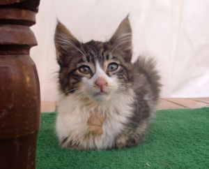 Nuhainen kissanpentu Egyptin Hurghadan hotellillamme, jossa kissoja oli holtiton määrä ja monella oli jotain tulehduksia. 