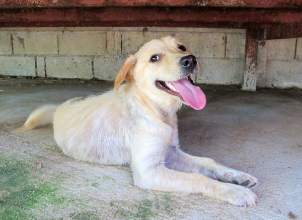 Toukokuussa tarhalle tullessani en meinannut tunnistaa Amigoa, josta oli labradorinnoutajan oloinen koiruli. Tämän koiran seuraa kaipaan kovasti. Hoidin Amigon silmätulehdusta, annoin lääkekylpyjä, putsasin korvia ja ulkoilutin. Hän on superleikkisä läheiskoira. 