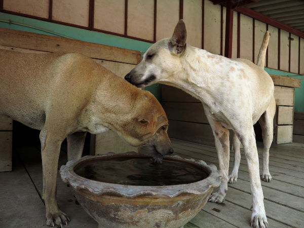 Tarhalla voi avustaa myös pesemällä vesiastioita ja täyttämällä niitä. 