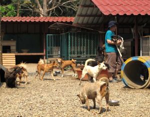 Vaikka isolla tarhan pihalla on paljon koiria samalla alueella, on monilla koirilla silti tietyt alueet joilla oleskelevat ja koirat on toisinaan paras kantaen viedä omalla alueelleen. Erillisten aitauksien koiria pitää jatkuvasti kantaa läpi pihan, siten vapaaehtoistyö on hyvin fyysistä. 