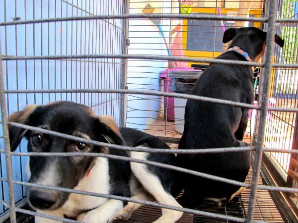 Respaan tuodaan melkein päivittäin koiria kaduilta ja temppeleiltä steriloitavaksi, rokotettavaksi, madotettavaksi ja hoitoon. 