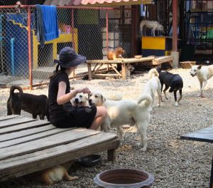 Turvatarhan koirille on hyvin tärkeää saada ihmiskontaktia. Ensinnäkin useimmat koirat kaipaavat ihmisseuraa ja hyvittelyä. Toiseksi koirat saavat paremmat mahdollisuudet tulla adoptoiduiksi jos ne ovat hyvin ihmisrakkaista ja etenkin jos niitä on helppo käsitellä. 