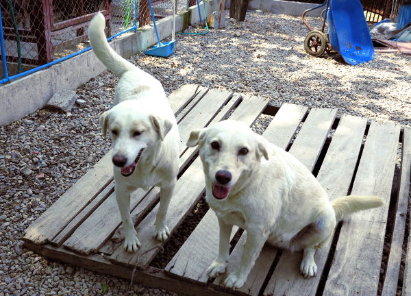 Momo ja Mojo ovat äiti ja lapsi ja käytökseltään huvittava parivaljakko. Kun niitä hyvitteli alkoivat ne hyväntuulisesti nuolemaan toisiaan. 