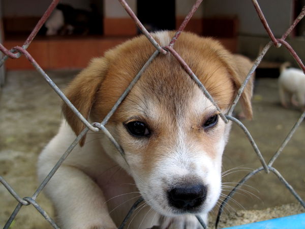 Pentu Care for Dogsin turvatarhalla huhtikuussa. 