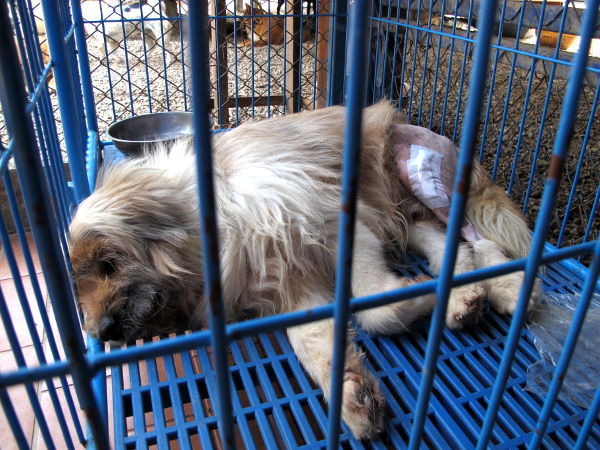 Tarhalle tuodaan koiria, joilla on usein joku jaloista vahingoittunut esimerkiksi mopon tai auton törmäyksessä. Tässä Pui, joka myös jäi tarhalle odottamaan adoptointia. 