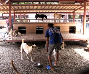 Yksi työntekijöistä jakamassa koirille ruokakuppeja. Tuohon työhön itse en juuri osallistunut, koska työntekijät saivat sen aikaiseksi. Itse lähinnä yritin vahtia saavatko kaikki koirat syödäkseen. 