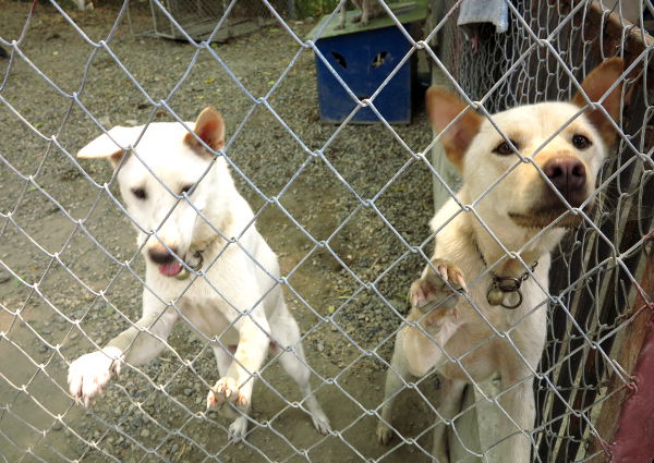 Tämä vaalea parivaljakko tuotiin tarhalle huhtikuussa ja heidät oli ainakin määrä jonkun viedä ja adoptoida kotiinsa kesäkuussa. Toivottavasti niin on tapahtunut. Huhtikuussa oikeanpuoleinen pelkäsi kovasti muita tarhan koiria, mutta toukokuussa hän oli saanut asemansa parempaan tolaan. 
