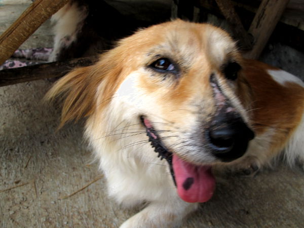 Tuckee asui samassa aitauksessa Naomin ja Amigon kanssa ja oli kovasti aina hellyyden tarpeessa. Tässä toukokuisessa kuvassa Tuckeen naama on parantunut hyvin, huhtikuussa siinä oli huomattavasti enemmän paljasta arpea ja siksi kutsuimme häntä myös Arpinaamaksi. 