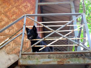 Time for Limessa vapaaehtoistyöntekijöille oli tarjolla majoitus tällaisissa rakennuksissa samassa joidenkin palkattujen thaityöntekijöiden ja muutamien kodittomien koirien kanssa. 