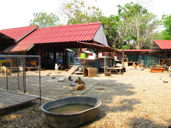 Yleiskuva tarhalta. Ehkä noin sata koiraa elää siellä samalla isolla alueella ja loput pienemmissä aitauksissa. 