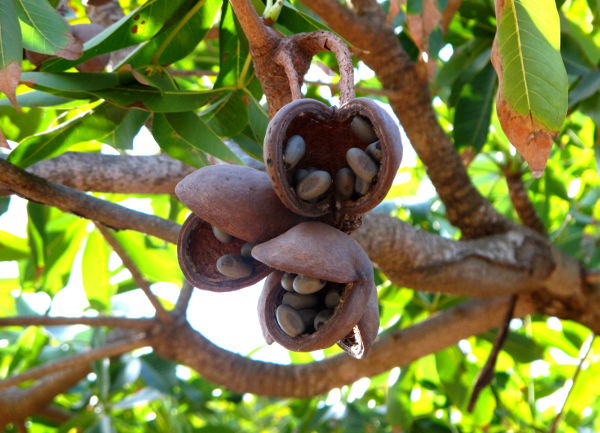 Kuivat käpyset Thaimaassa Koh Sametilla. 
