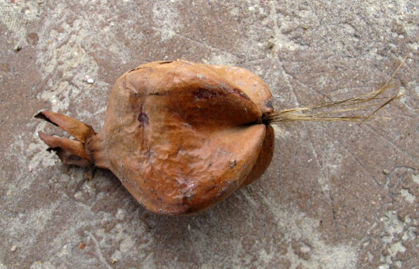 Iso kota Thaimaan Ao Nangissa. 