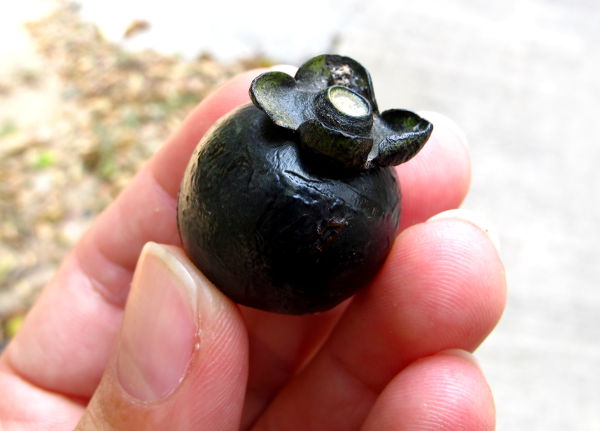 Thaimaan Hua Hinistä löysin tällaisia pieniä tosi kovia siemenkotia. Ne näyttivät ulkoa pieniltä mustilta mangosteeni-hedelmiltä. 