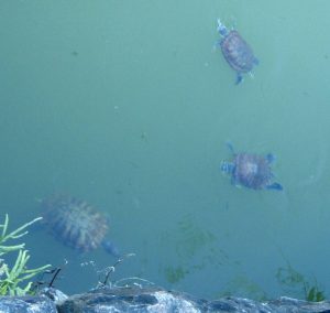 Kilpikonnia naralaisessa lammikossa.